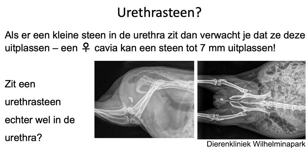 Stenen tot 7 mm kunnen de urethra passeren en uitgeplast worden